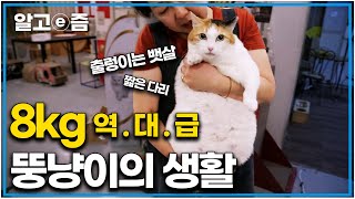 "나도 한때는 날씬한 미녀 고양이였다냥" 나응식 선생님의 역대급 뚱냥이의 다이어트 솔루션!│고양이를 부탁해 │알고e즘