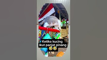 Ketika kucing ikut panjat pinang #shortvideo #ngakak #funny