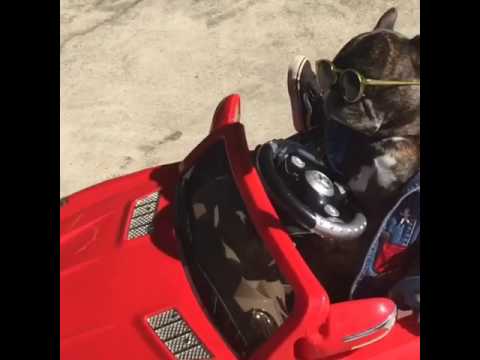 Dog driving electric car | Doovi Dog driving electric car | Doovi
