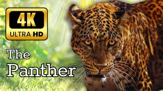 The Panther In 4K Untra -The Life Of The Leopard