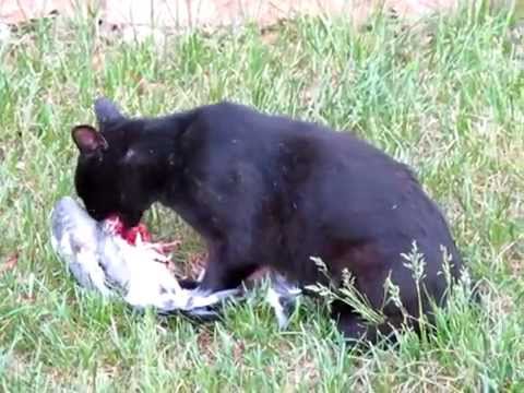 猫がハトを食べる Youtube