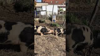 Love Story 😍😍😍 Resimi