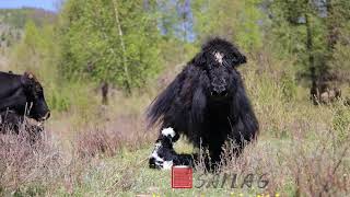 Just born baby yak