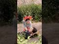 gao wali ladki 😱~ mini woodtoy woodworking art skill/wood/hand crafts/#shorts