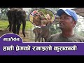 माउतेसंग हात्ती प्रेमको रमाइलो कुराकानी , Elephant Love Story