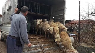 35 Tane Kurbanlik Kuzu Aldik Koyun İndi̇rme Koyun Kuzu Videoları Koyun Çiftliği Koyunculuk 