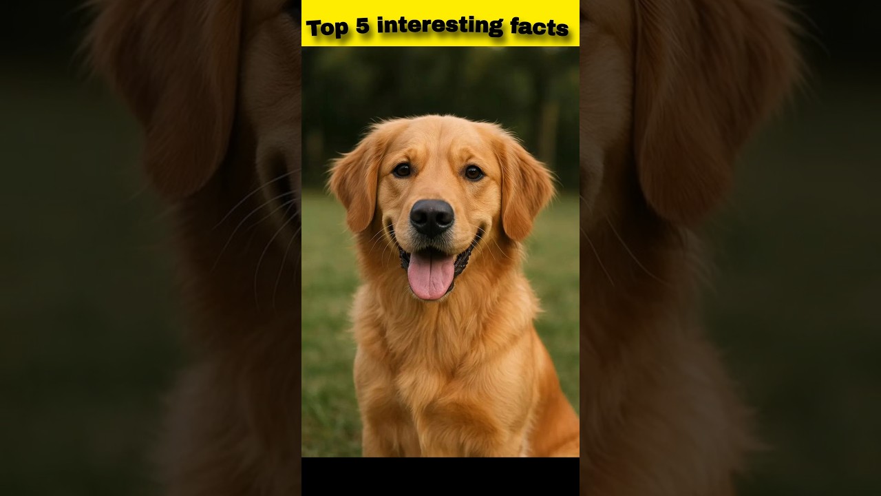 Top 5 telugu interesting facts 💯