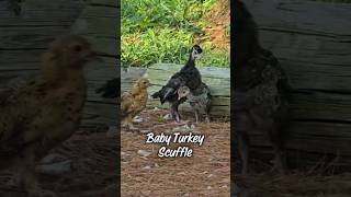 Baby Turkey Fight birdfight turkeys farm homestead chicks chickens farmlife funnyanimals