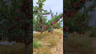 Apple tree professional fruit thinning for better quality #satisfying #pruning #farming #shorts