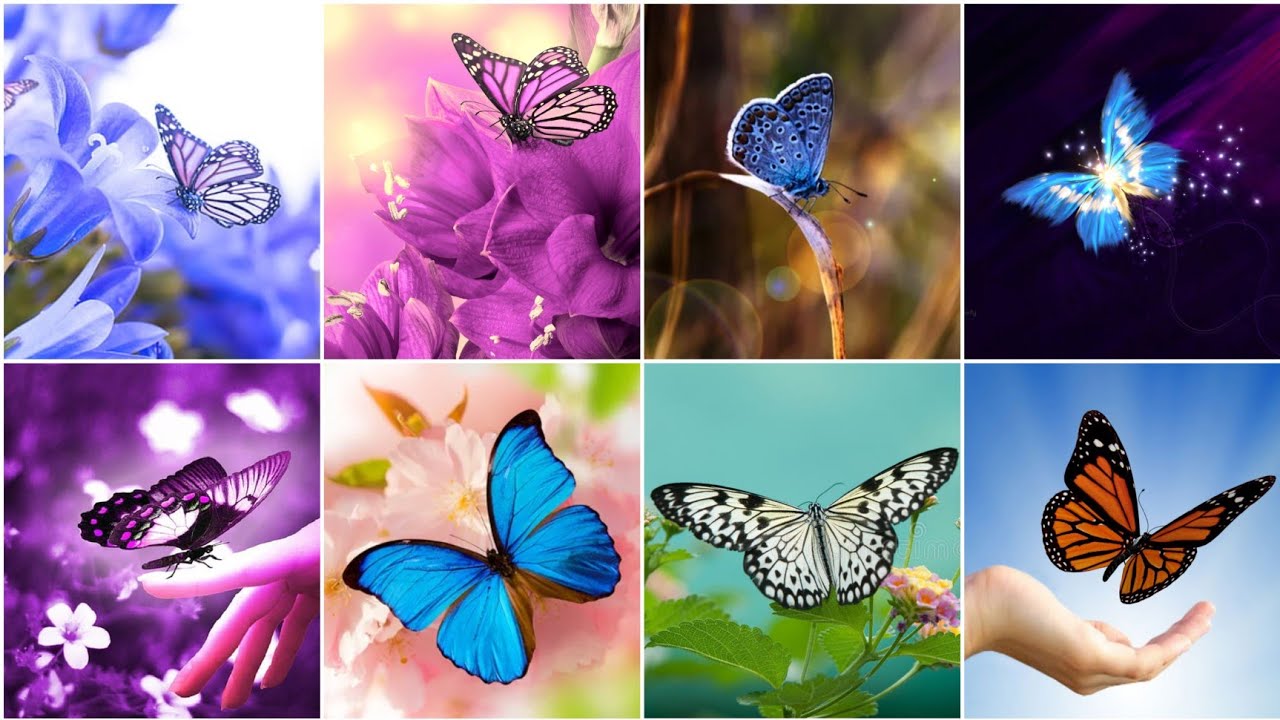 Butterfly Dp Photo for WhatsApp | Butterfly Dpz | Butterfly Photo | Butterfly/Images/pics
