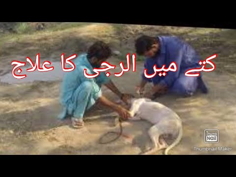 Dog main alragy ka treatment/کتے میں الرجی کا علاج