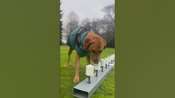 Scent Detection Instructor course #dog #dogtraining #scentwork