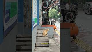 Kucing Oyen lagi cariin Elu! #shorts #voiceeffects #kucingoyen #viralvideo #trending #cat #kucingluc