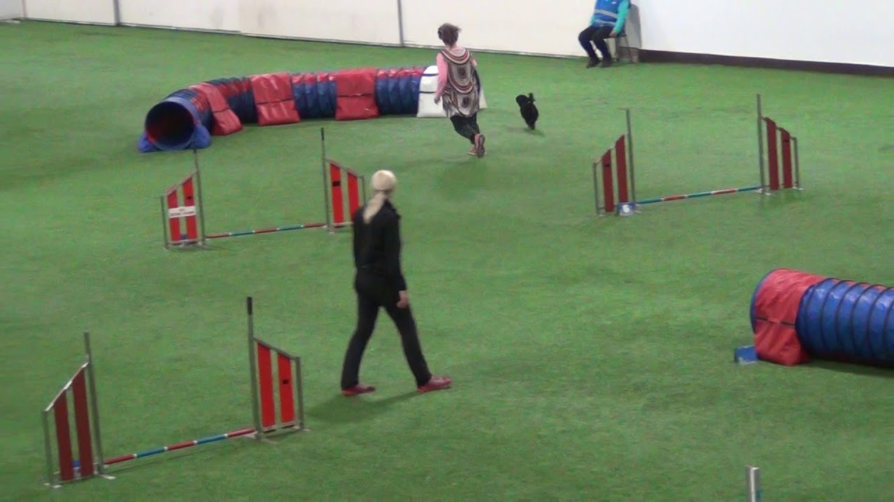 Vekara Agility , startti , S, Villakoira , Napero