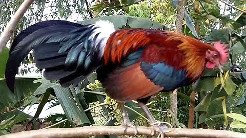 Saib tug me nyuam qaib qug qua zoo heev + xem vui gà tơ có giọng gáy cực hay +0393453955