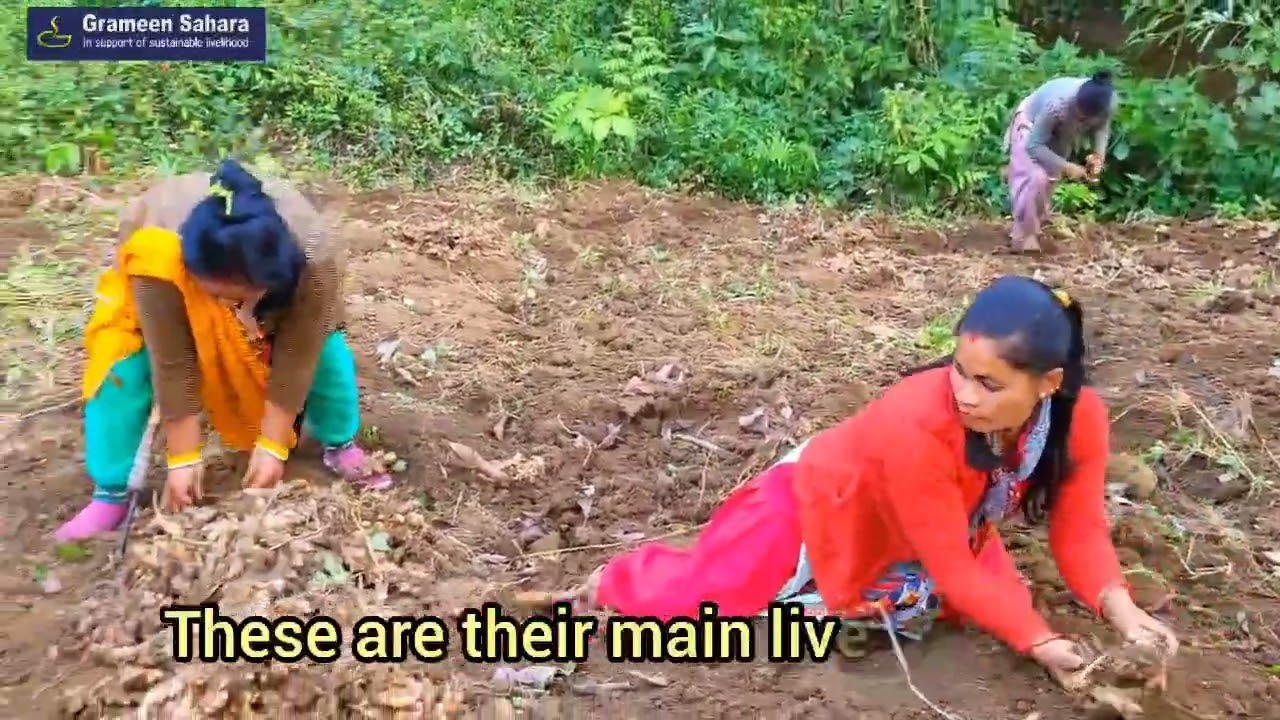 Upper Lampi Ginger Cluster