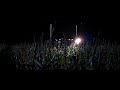 Joy ride remastered 2001 corn field chase 23 4k60fps