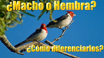 ¿Cómo es la hembra de los cardenales?