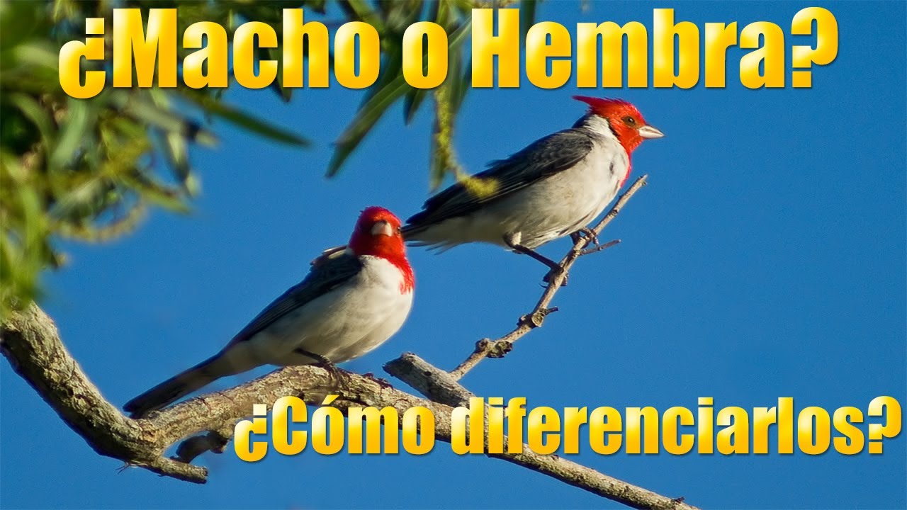 Como diferenciar cardenal macho o hembra