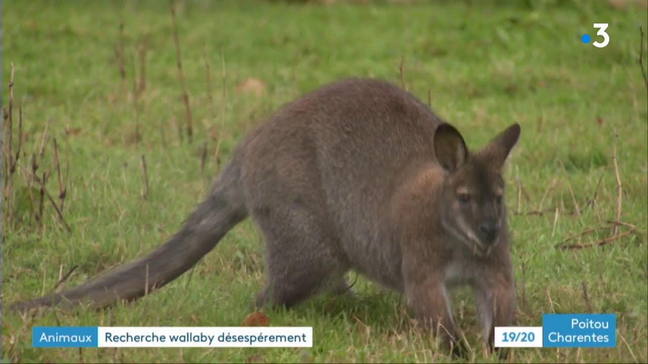 Saintes  un wallaby sest chapp de son enclos