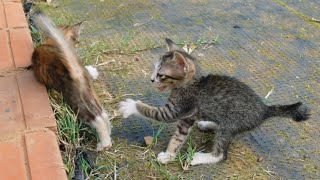 Kitten Chasing Sibling Tail in Hyper Moode by Short Tail Kitten TV 25 views 7 days ago 24 seconds