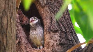 นกเค้าลายจุด - Spotted Owlet - EP .13