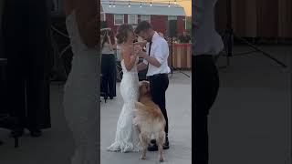 Cute Animals Doing Cute Things Watch Now