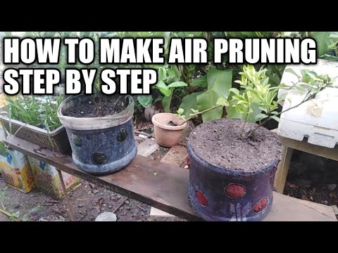 Video: Gabay sa Mga Air Pruning Container: Mga Tip sa Air Pruning Roots