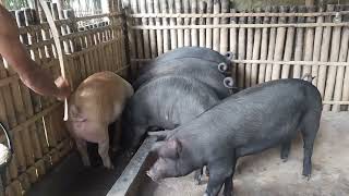 pig farming🐖