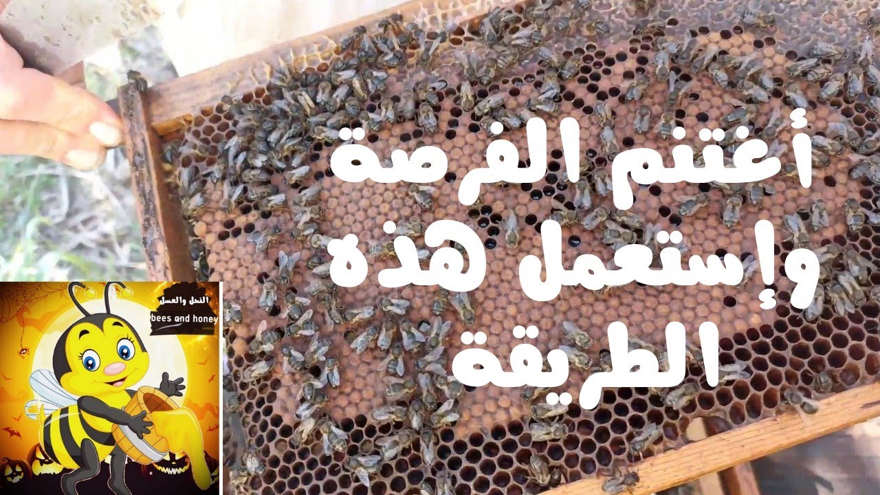 مواصلة التطور وطريقة تحضير جيش كبير من النحل#تربية_النحل