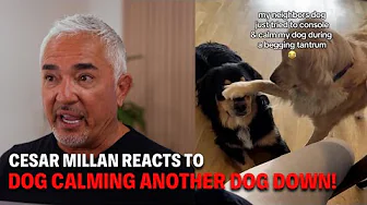 Golden Retriever Calms Food-Obsessed Dog | Cesar Reacts