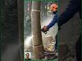Precision Tree Cutting Technique 🌲#treecutting #chainsawwork #fypシ゚viral