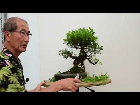 How to care for Ficus Bonsai