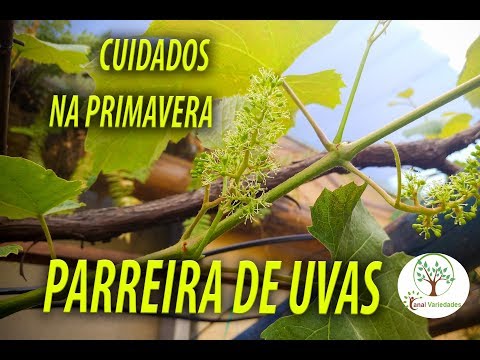 Vídeo: Uvas Passas: descrição da variedade, cuidados, rendimento e comentários