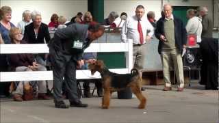 Airedales - National Dog Show UK 13th May 2012