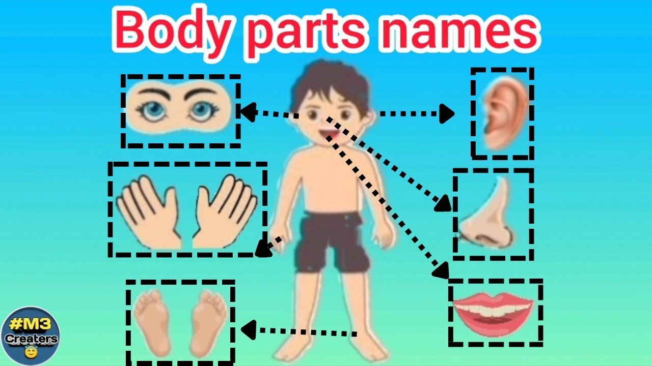 Learn Body Parts Name with Imagesit's Name Speak Human Body Part