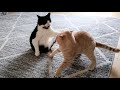 Kitten terrorizes older cat