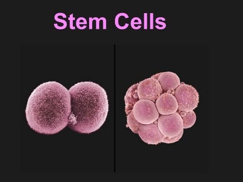 Stem Cell PowerPoint Presentation