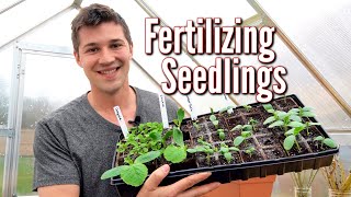 HOW and WHEN you should Fertilize your Vegetable Seedlings