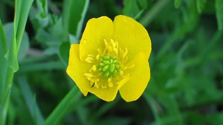 1920x1080  FULL HD VIDEO !! ULTRA HD !! 4K !! FLOWERS !! FLOWERS OPENING TIME LAPSE !!