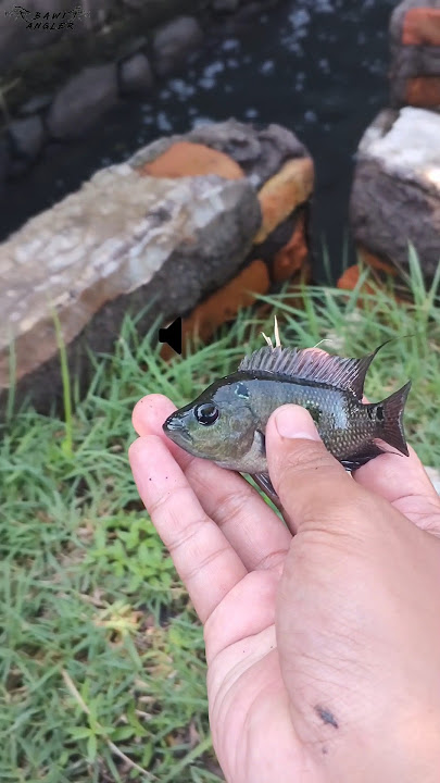 Ah, little one, just throw it away #fishing #mancingmaniamantap #fishing #wildfishing #mancingmania