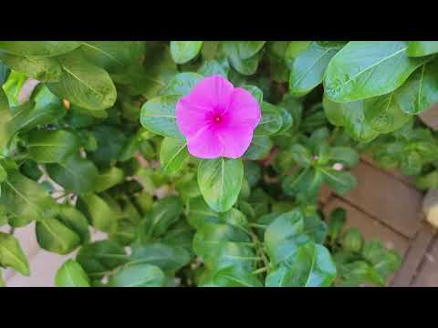 Wideo: Tajskie Rośliny Na Dziedzińcu