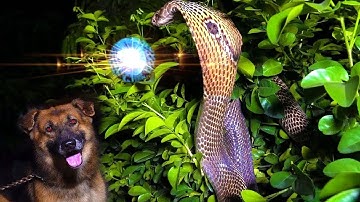 Why did the wish-fulfilling serpent ask the dog to guard the Nagamani @laxaminarayan-japtapvratt7537
