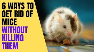 6 Ways To Get Rid Of Mice Without Killing Them