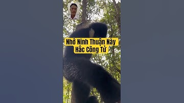 Nhớ Nho Ninh Thuận Chưa Hắc Công Tử #nhoninhthuan #phandongexcel #animals