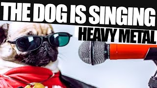 Drumming Pug - The Dog is singing HEAVY METAL