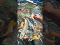 ミミズ🪱を食べる