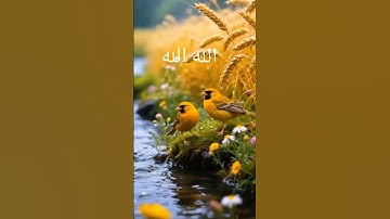 قرآن كريم #اكسبلور #nature #المصحف #تيك_توك #القزابري #صباح_الخير #الرحمن