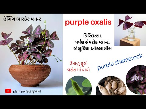 oxalis | ઓકસાલીસ | purple shamrock | how to grow and care oxalis | હેંગિંગ પ્લાન્ટ |hanging plant