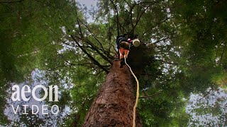 A rare portrait of tree-sitting activists | Sentinels